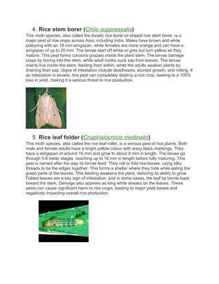 Rice Crop Major insects. That Hampers Rice Crop and down the Rice ...