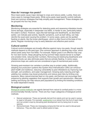 Pests Infested Rice Stem Rice Crop Major insects. That Hampers Rice Crop and down the Rice ...