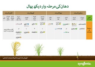 rice_crop_program.pdf