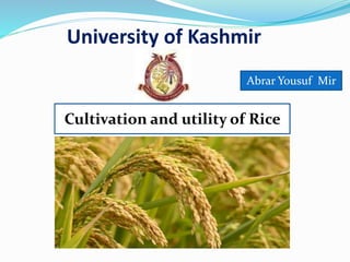 University of Kashmir
Cultivation and utility of Rice
Abrar Yousuf Mir
 
