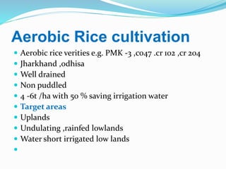 Rice cultivation | PPTX