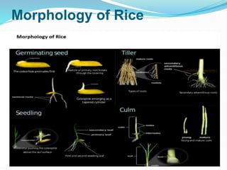 Rice cultivation | PPTX