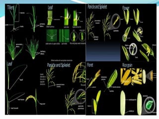 Rice cultivation | PPTX
