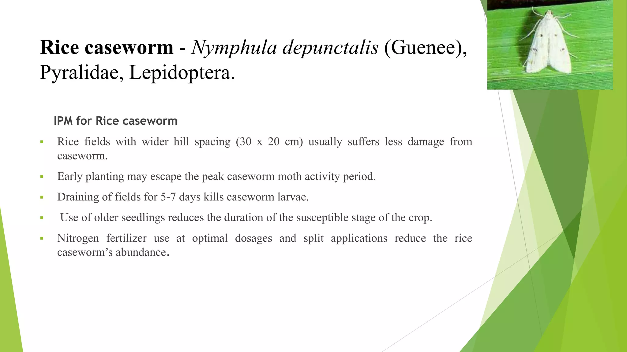 Rice caseworm - Nymphula depunctalis (Guenee),
Pyralidae, Lepidoptera.
IPM for Rice caseworm
 Rice fields with wider hill spacing (30 x 20 cm) usually suffers less damage from
caseworm.
 Early planting may escape the peak caseworm moth activity period.
 Draining of fields for 5-7 days kills caseworm larvae.
 Use of older seedlings reduces the duration of the susceptible stage of the crop.
 Nitrogen fertilizer use at optimal dosages and split applications reduce the rice
caseworm’s abundance.
 