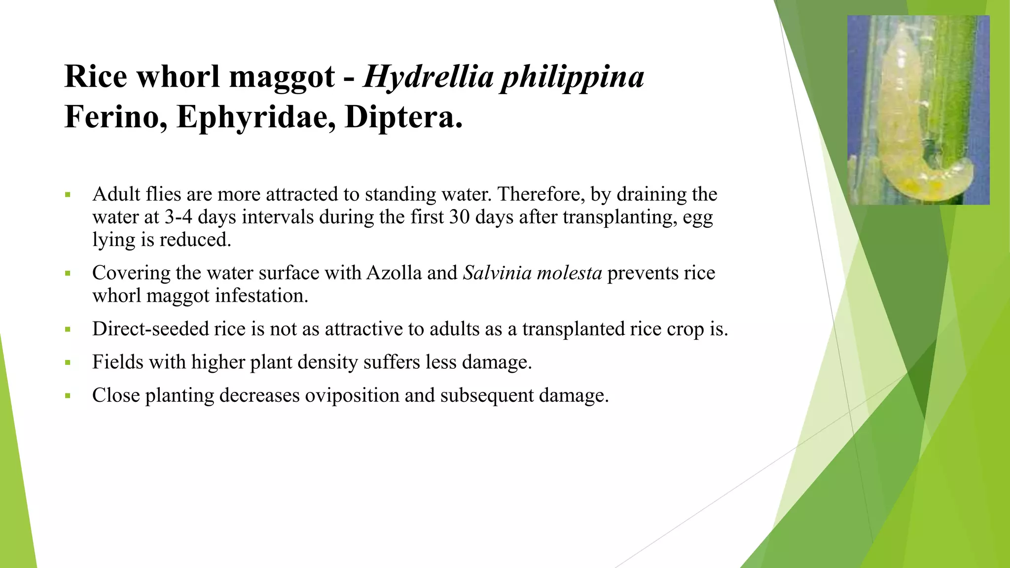  Adult flies are more attracted to standing water. Therefore, by draining the
water at 3-4 days intervals during the first 30 days after transplanting, egg
lying is reduced.
 Covering the water surface with Azolla and Salvinia molesta prevents rice
whorl maggot infestation.
 Direct-seeded rice is not as attractive to adults as a transplanted rice crop is.
 Fields with higher plant density suffers less damage.
 Close planting decreases oviposition and subsequent damage.
Rice whorl maggot - Hydrellia philippina
Ferino, Ephyridae, Diptera.
 