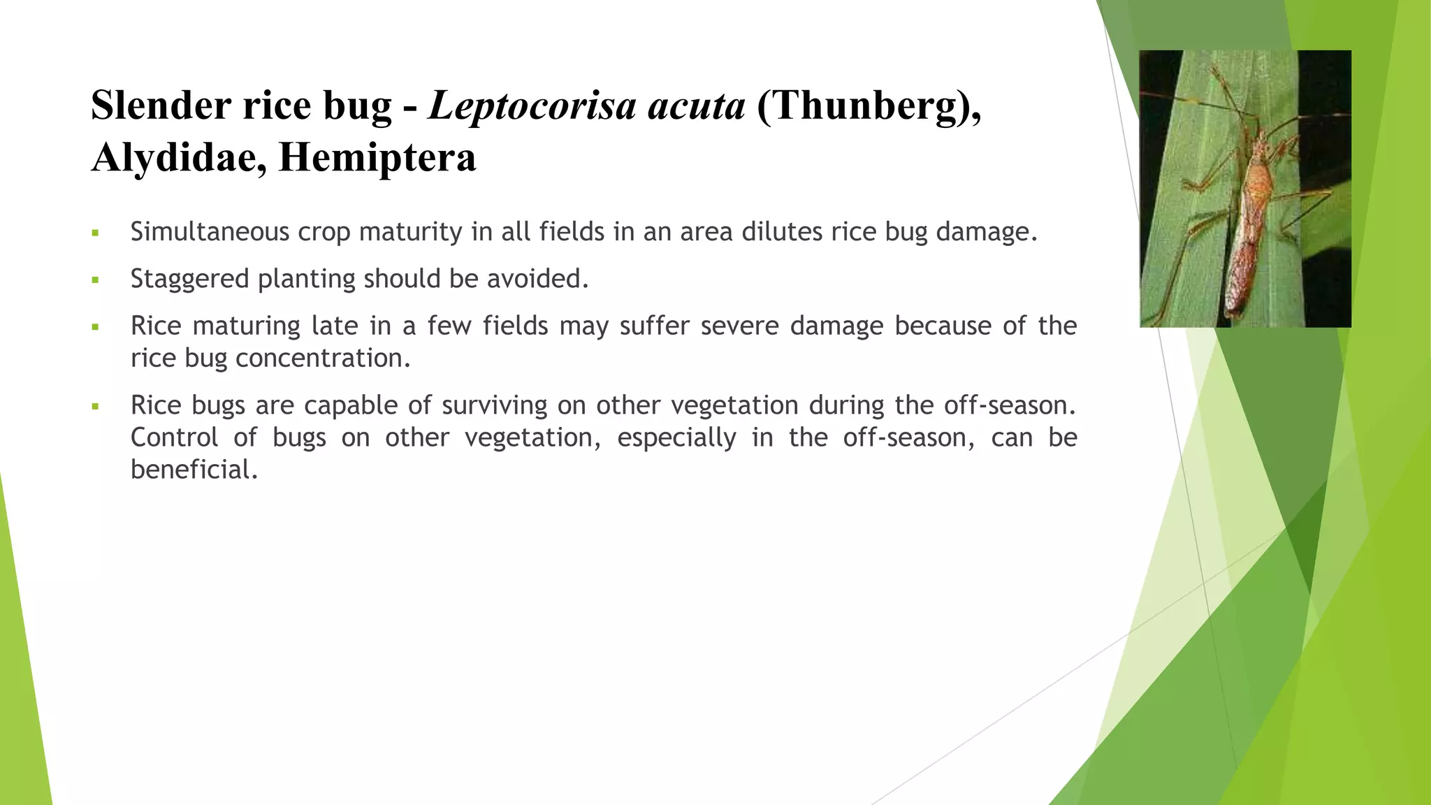 Slender rice bug - Leptocorisa acuta (Thunberg),
Alydidae, Hemiptera
 Simultaneous crop maturity in all fields in an area dilutes rice bug damage.
 Staggered planting should be avoided.
 Rice maturing late in a few fields may suffer severe damage because of the
rice bug concentration.
 Rice bugs are capable of surviving on other vegetation during the off-season.
Control of bugs on other vegetation, especially in the off-season, can be
beneficial.
 