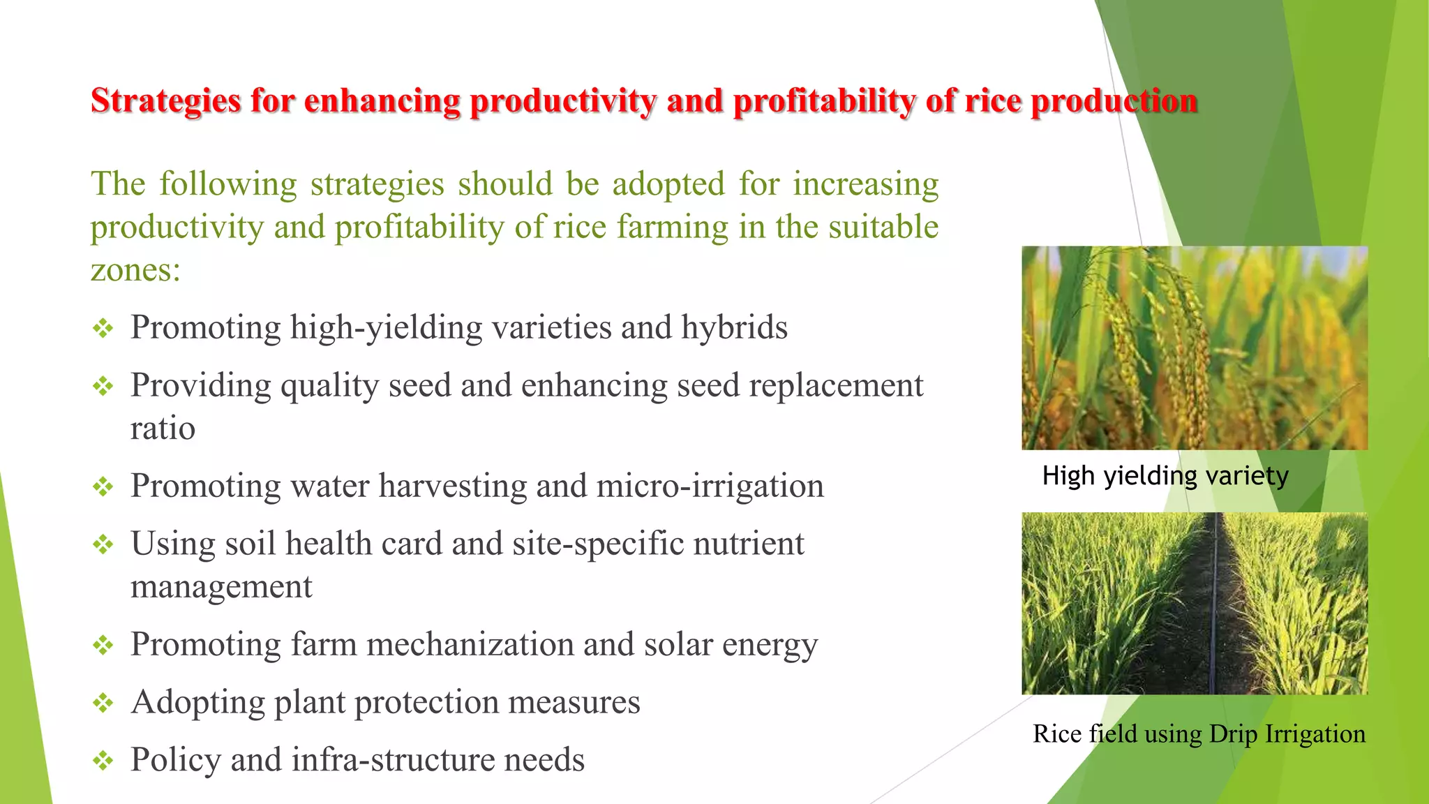 Strategies for enhancing productivity and profitability of rice production
The following strategies should be adopted for increasing
productivity and profitability of rice farming in the suitable
zones:
 Promoting high-yielding varieties and hybrids
 Providing quality seed and enhancing seed replacement
ratio
 Promoting water harvesting and micro-irrigation
 Using soil health card and site-specific nutrient
management
 Promoting farm mechanization and solar energy
 Adopting plant protection measures
 Policy and infra-structure needs
Rice field using Drip Irrigation
High yielding variety
 
