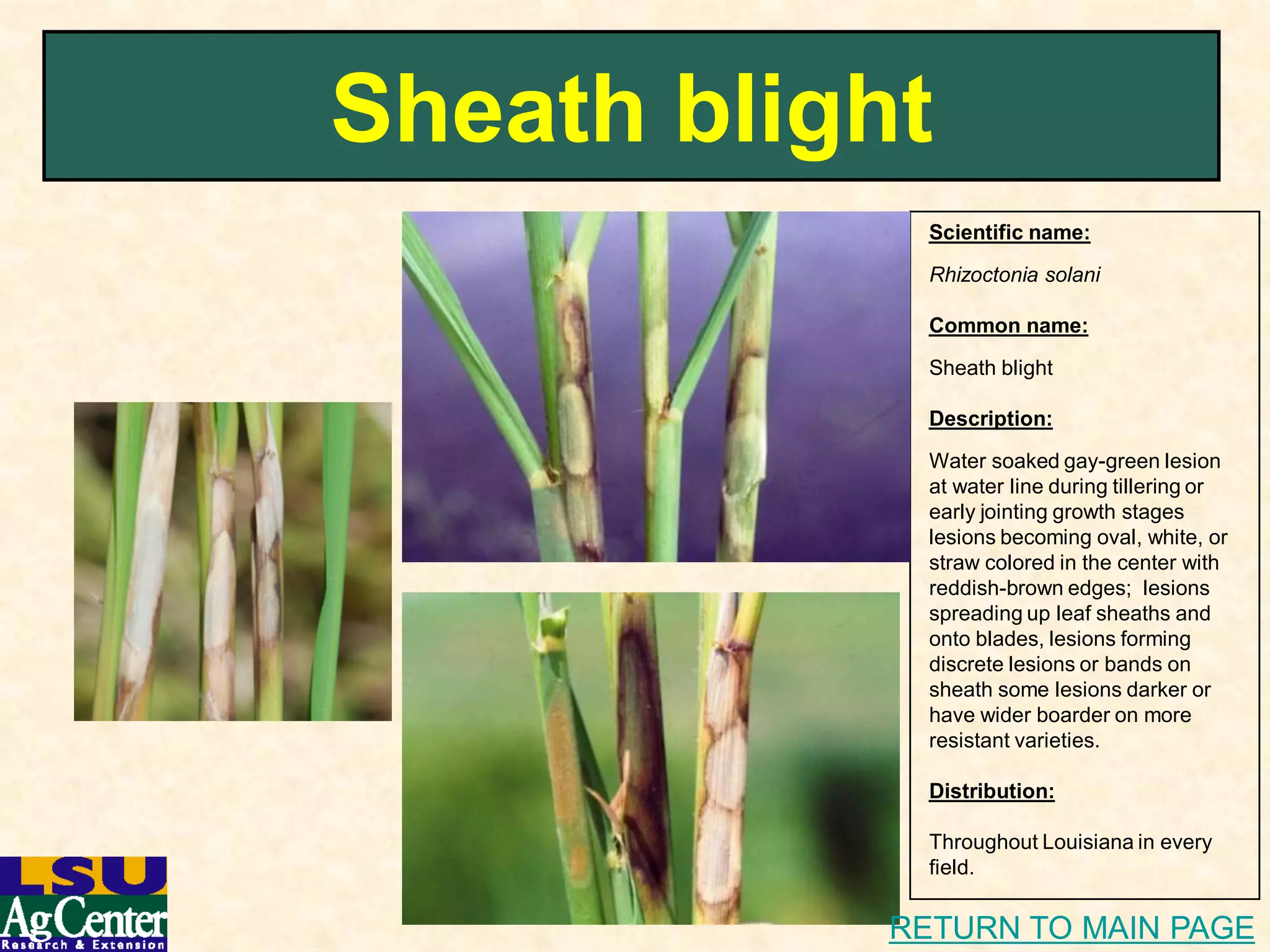 Rice diseasei dphotolink | PDF