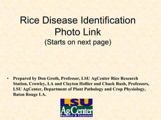 Rice Disease Identification
Photo Link
(Starts on next page)
• Prepared by Don Groth, Professor, LSU AgCenter Rice Research
Station, Crowley, LA and Clayton Hollier and Chuck Rush, Professors,
LSU AgCenter, Department of Plant Pathology and Crop Physiology,
Baton Rouge LA.
 