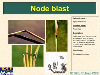 Rice diseasei dphotolink | PDF