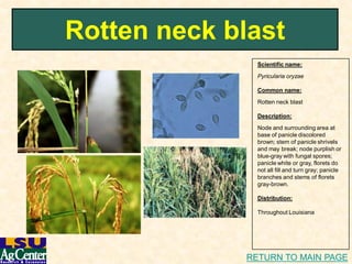 Rice diseasei dphotolink | PDF