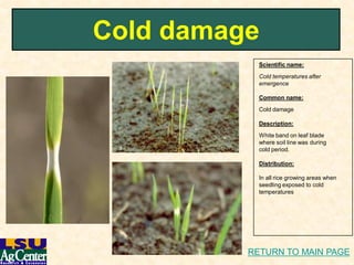 Rice diseasei dphotolink | PDF