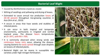 Rice Diseases Introduction and BLB disease resistance | PPTX