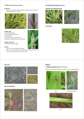 rice disease's and insects gr_04 (1).pdf
