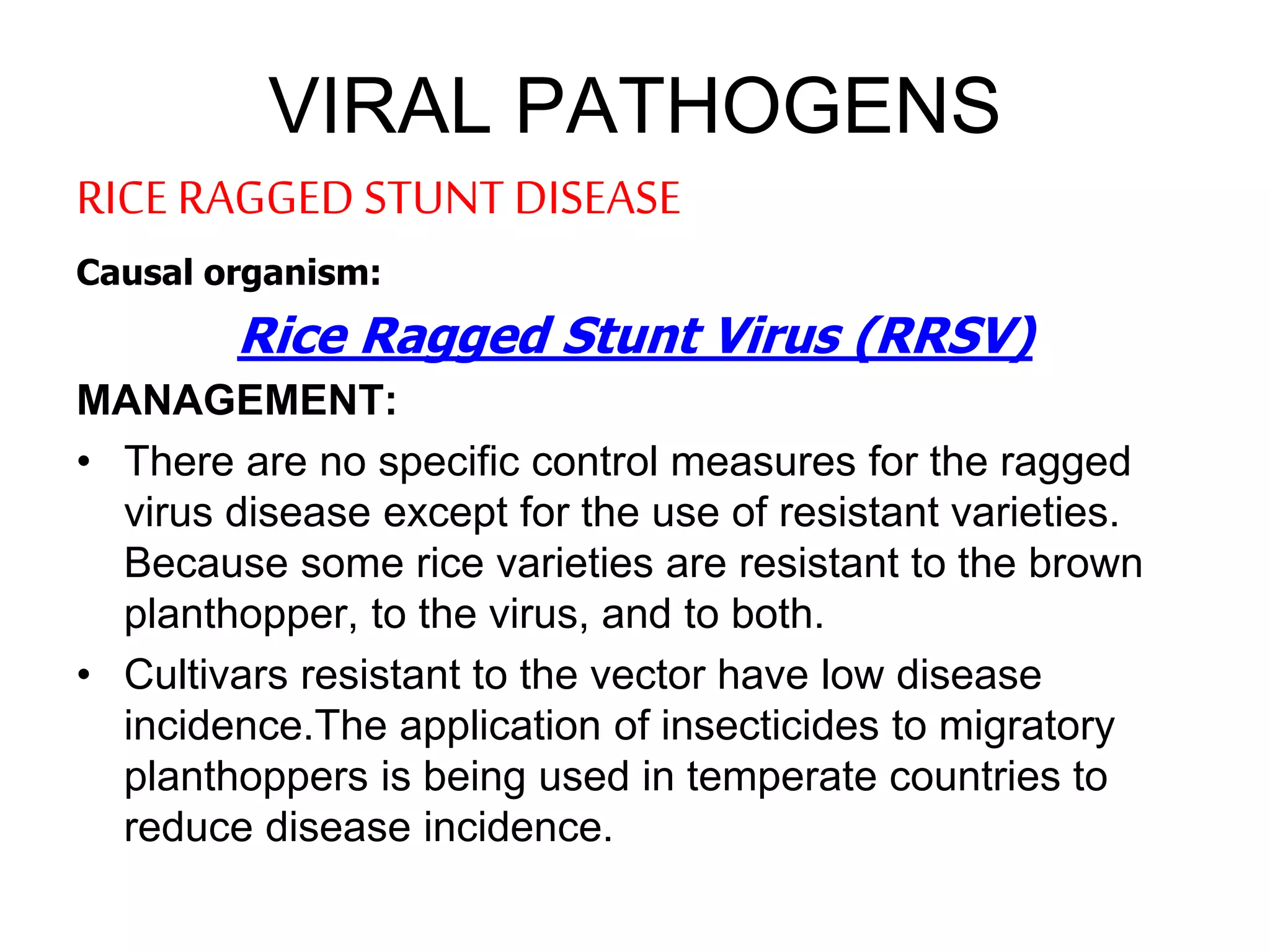 Rice diseases and their management | PPTX