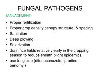 Rice diseases and their management | PPTX