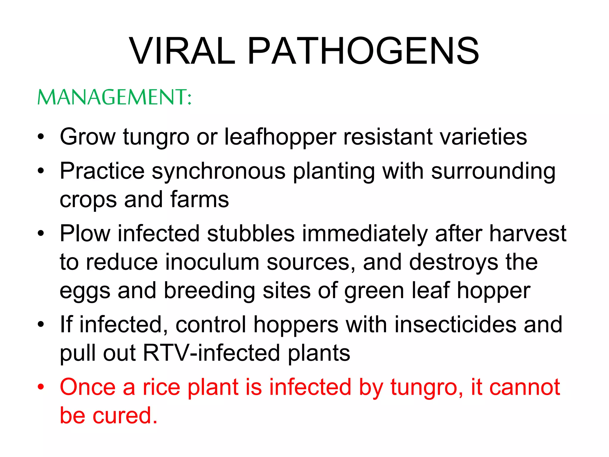 Rice diseases and their management | PPTX