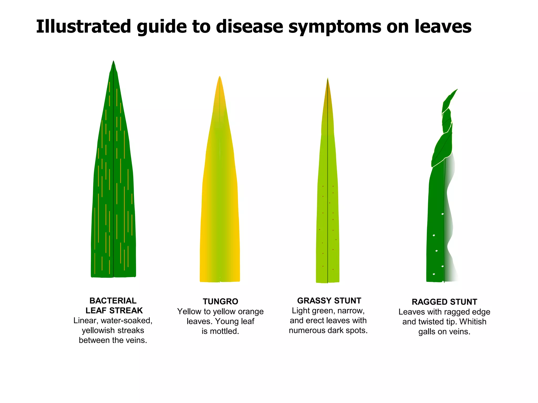 Stringy Rice Bacteria Rice diseases and their management | PPTX