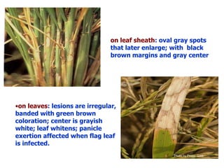 Rice diseases and their management | PPTX