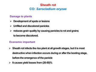 Rice diseases part_2_zahid | PPTX