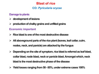 Rice diseases part_2_zahid | PPTX