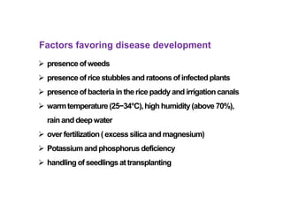 Factors favoring disease development
 presenceofweeds
 presenceof rice stubblesand ratoonsof infectedplants
 presenceof bacteriainthe rice paddy and irrigationcanals
 warmtemperature(25−34°C),high humidity(above 70%),
rainand deepwater
 over fertilization( excesssilica and magnesium)
 Potassiumandphosphorus deficiency
 handling of seedlingsat transplanting
 