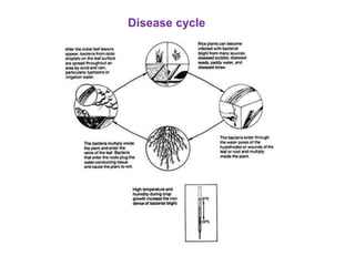 Disease cycle
 