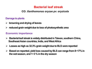 Bacterial leaf streak
CO: Xanthomonas oryzae pv. oryzicola
Damage to plants
 browningand drying of leaves
 reducedgrainweightdue toloss of photosynthetic area
Economic importance
 BacterialleafstreakiswidelydistributedinTaiwan,southernChina,
SoutheastAsiancountries,India,and WestAfrica
 Lossesashigh as32.3%grainweightdue toBLS werereported
 Basedon reported,yield loss causedbyBLS can range from8−17%in
thewetseason,and 1−3% in the dryseason
 