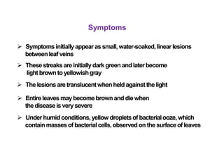 Symptoms
 Symptoms initiallyappearas small,water-soaked,linearlesions
betweenleaf veins
 Thesestreaksareinitiallydarkgreenandlaterbecome
light browntoyellowishgray
 The lesionsare translucentwhenheld againstthe light
 Entire leaves may become brownand diewhen
thediseaseis very severe
 Underhumid conditions,yellow dropletsof bacterialooze,which
containmassesof bacterialcells,observed on the surfaceof leaves
 
