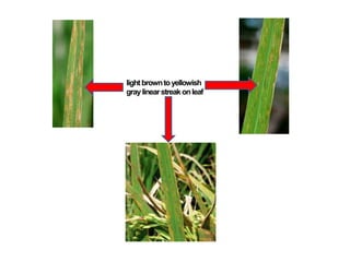 lightbrowntoyellowish
graylinearstreakonleaf
 