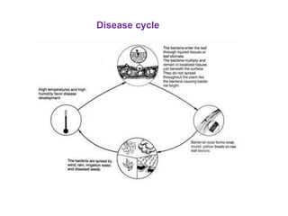 Disease cycle
 
