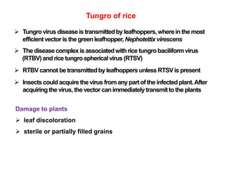 Tungro of rice
 Tungrovirus disease is transmittedby leafhoppers,wherein the most
efficientvector is thegreenleafhopper,Nephotettixvirescens
 The diseasecomplexisassociatedwithrice tungro baciliformvirus
(RTBV)and rice tungrosphericalvirus (RTSV)
 RTBV cannot be transmittedby leafhoppersunless RTSV is present
 Insectscouldacquire the virus fromany partof the infectedplant.After
acquiringthevirus, thevector canimmediatelytransmittotheplants
Damage to plants
 leaf discoloration
 sterile or partially filled grains
 