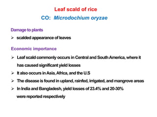 Leaf scald of rice
CO: Microdochium oryzae
Damage to plants
 scaldedappearanceof leaves
Economic importance
 Leaf scaldcommonly occursin Centraland SouthAmerica,whereit
has causedsignificantyield losses
 It alsooccurs inAsia,Africa,and theU.S
 The diseaseis found in upland,rainfed,irrigated,and mangrove areas
 In India and Bangladesh,yield losses of 23.4%and20-30%
werereportedrespectively
 