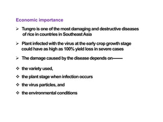 Economic importance
 Tungro is one of the mostdamaging anddestructive diseases
of riceincountriesin SoutheastAsia
 Plant infectedwiththevirus at the earlycropgrowthstage
could have as high as 100%yield loss in severe cases
 The damage causedby the diseasedepends on--------
 the variety used,
 the plant stagewheninfectionoccurs
 the virus particles,and
 the environmentalconditions
 