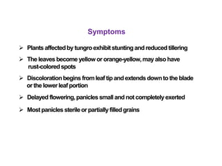 Symptoms
 Plants affectedby tungro exhibitstuntingand reducedtillering
 The leaves become yellow or orange-yellow,may alsohave
rust-coloredspots
 Discolorationbegins fromleaf tipandextendsdowntothe blade
orthe lowerleafportion
 Delayed flowering,paniclessmalland not completelyexerted
 Mostpanicles sterileor partiallyfilledgrains
 