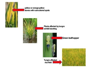yellow ororange-yellow
leaves withrust-colored spots
Plantsaffectedbytungro
exhibitstunting
Greenleafhopper
Tungroaffected
ricefield
 