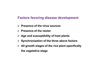 Factors favoring disease development
 Presence of the virus sources
 Presence of the vector
 Age and susceptibility of host plants
 Synchronization of the three above factors
 All growth stages of the rice plant specifically
the vegetative stage
 