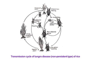 Transmissioncycle of tungrodisease(non-persistenttype) of rice
 