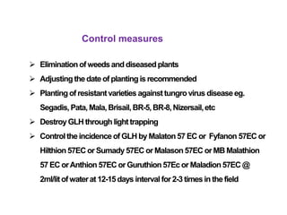Control measures
 Eliminationofweedsand diseasedplants
 Adjustingthedate of plantingis recommended
 Plantingof resistantvarieties againsttungrovirus diseaseeg.
Segadis,Pata,Mala,Brisail,BR-5,BR-8,Nizersail,etc
 DestroyGLH throughlight trapping
 Controltheincidence of GLH by Malaton57 EC or Fyfanon 57EC or
Hilthion57EC or Sumady 57EC or Malason57EC orMB Malathion
57EC orAnthion 57EC or Guruthion57Ecor Maladion57EC @
2ml/litofwaterat 12-15days interval for2-3 timesin thefield
 