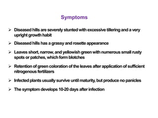 Symptoms
 Diseasedhills are severely stuntedwithexcessivetilleringand a very
upright growthhabit
 Diseasedhills has a grassyand rosetteappearance
 Leaves short,narrow,andyellowishgreenwithnumerous smallrusty
spots orpatches,whichformblotches
 Retentionof greencolorationof the leaves afterapplicationof sufficient
nitrogenousfertilizers
 Infectedplants usually survive untilmaturity,but produce no panicles
 The symptom develops 10-20days afterinfection
 