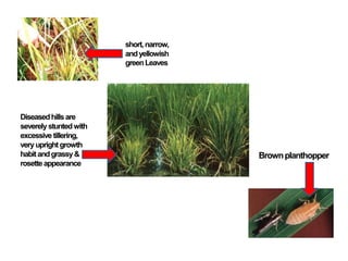 Diseasedhillsare
severely stuntedwith
excessive tillering,
veryuprightgrowth
habitandgrassy&
rosetteappearance
Brownplanthopper
short,narrow,
andyellowish
greenLeaves
 