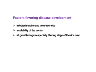 Factors favoring disease development
 Infectedstubble and volunteerrice
 availabilityof the vector
 allgrowthstagesespeciallytilleringstageof the rice crop
 