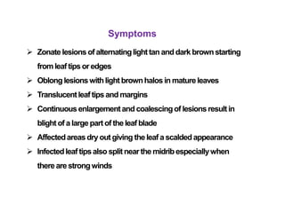 Symptoms
 Zonate lesions of alternatinglighttanand dark brownstarting
fromleaftipsoredges
 Oblonglesionswithlight brownhalos in matureleaves
 Translucentleaf tipsand margins
 Continuousenlargementand coalescingof lesionsresultin
blight of a largepart of the leafblade
 Affectedareas dry out giving theleaf a scaldedappearance
 Infectedleaf tipsalso splitnearthe midribespeciallywhen
thereare strongwinds
 