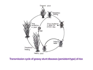 Transmissioncycle of grassystuntdiseases(persistenttype) ofrice
 