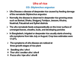 Ufra of rice
CO: Ditylenchus angustus
 UfraDiseasea diseaseof deepwaterrice causedby feedingdamage
of the nematodeDitylenchusangustus
 Normally, the diseaseis observed in deepwaterrice growingareas
such as Barisal,Dhaka,Sirajganj,Faridpur,Jessore,Khulna,
Noakhali,PatuakhaliandSylhet districts
 The ufranematodefeeds ectoparasiticallyon the innersurfaceof
unmergedleaves, sheaths,buds, anddeveloping panicles
 In Bangladesh,irrigatedor deepwaterriceusuallystartsshowing
ufrasymptoms fromlate July orAugust.Croploss estimateswere
17-57%
 The symptoms of ufradiseasearenoticedat
threegrowthstagesof rice plant
 Seedlingufra / ufra-I
 Thor ufra/ swollenufra/ ufra-II
 Pucca ufra / ripeufra/ ufra-III
 