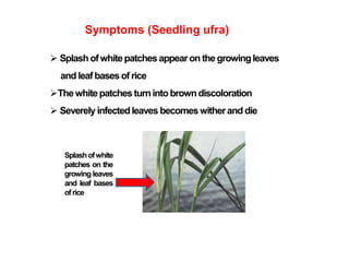 Symptoms (Seedling ufra)
 Splash ofwhitepatchesappearon the growingleaves
and leafbases of rice
The whitepatchesturnintobrowndiscoloration
 Severely infectedleaves becomeswitherand die
Splashofwhite
patches on the
growing leaves
and leaf bases
ofrice
 