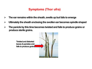 Symptoms (Thor ufra)
 The earremainswithinthe sheath,swellsup but failstoemerge
 Ultimatelythesheath enclosing the swollenearbecomesspindleshaped
 The panicleby this timebecomes twistedand failsto produce grains or
produce sterilegrains.
Twistedanddistorted
leaves &paniclesand
failstoproducegrains
 