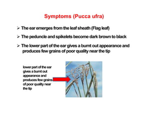 Symptoms (Pucca ufra)
 The earemerges fromthe leafsheath(Flagleaf)
 The peduncle andspikeletsbecome dark browntoblack
 The lowerpartof theeargives aburnt out appearanceand
produces few grains of poorqualitynearthetip
lowerpartoftheear
gives aburntout
appearanceand
producesfewgrains
ofpoorquality near
thetip
 