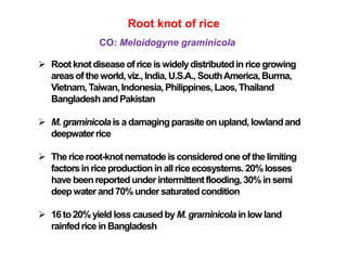 Root knot of rice
CO: Meloidogyne graminicola
 Root knot diseaseof rice is widelydistributedin ricegrowing
areasof theworld,viz., India,U.S.A., SouthAmerica,Burma,
Vietnam,Taiwan,Indonesia,Philippines,Laos, Thailand
BangladeshandPakistan
 M. graminicolais a damaging parasiteon upland, lowlandand
deepwaterrice
 The riceroot-knotnematode is consideredone of the limiting
factorsin riceproductionin allrice ecosystems. 20%losses
have beenreportedunder intermittentflooding,30%in semi
deepwaterand70% undersaturatedcondition
 16 to20% yield loss causedbyM. graminicolainlow land
rainfedrice inBangladesh
 