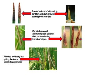 Zonatelesionsofalternating
lighttananddarkbrown
startingfromleaftips
Zonatelesionsof
alternating lighttanand
darkbrownstarting
fromleafedges
Affected areasdryout
giving theleafa
scaldedappearance
 